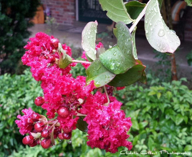 Morning Dew - Photography 101: The Natural World