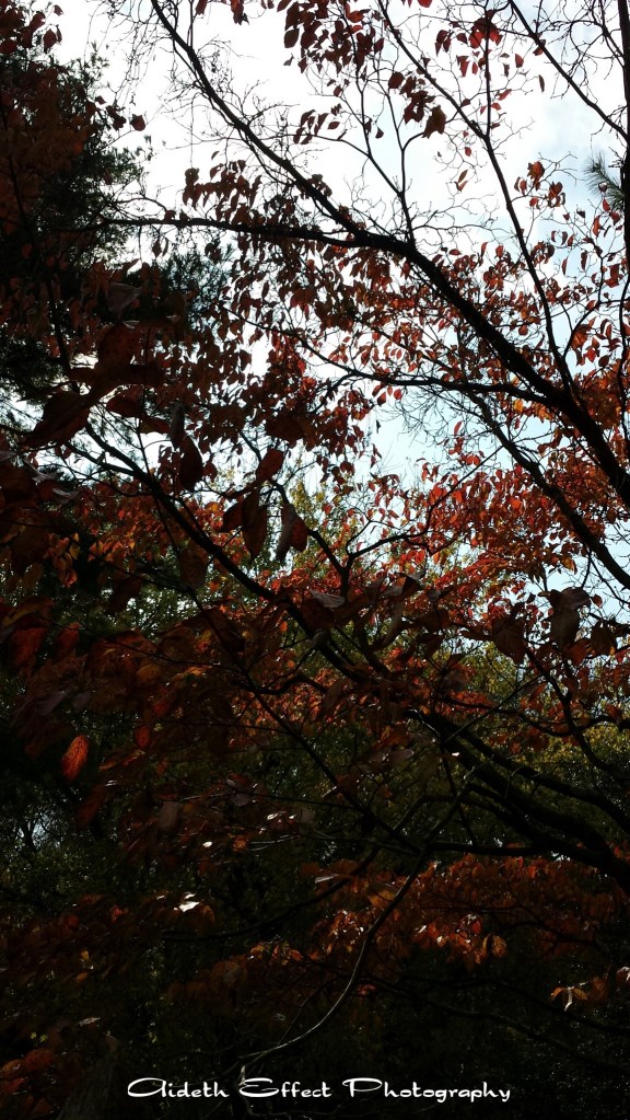 The sunlight touching only a few of the leaves on this tree.  Photography 101: Warmth